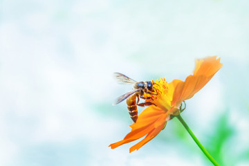 Bee Finding Sweet on Yellow Cosmos Flower on a Bight Day