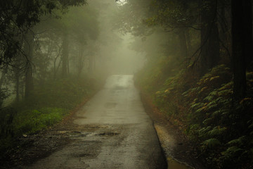 Obraz premium Forest road in a green foggy forest 