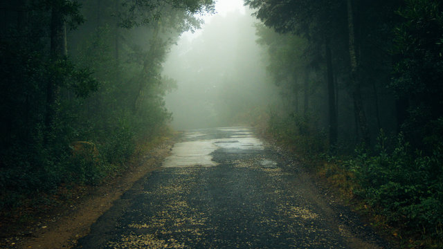 Fototapeta Forest road in a green foggy forest 