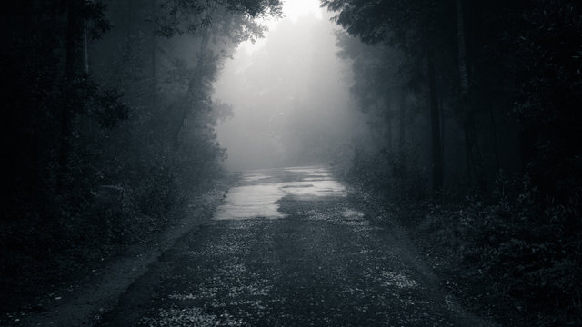 Fototapeta Forest road in a green foggy forest 