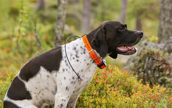 Dog english pointer with gps-tracker 