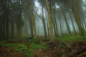 Beautiful old forest in fog