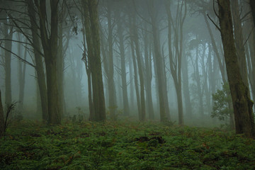 Beautiful old forest in fog