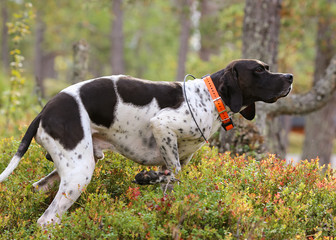 Dog english pointer with gps-tracker 