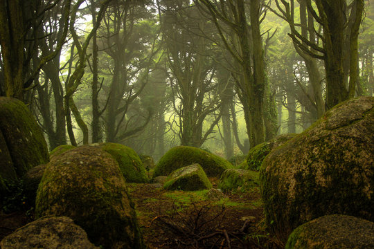 Fototapeta Beautiful old forest in fog