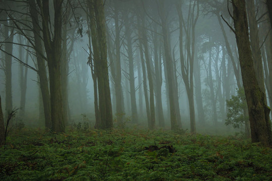 Fototapeta Beautiful old forest in fog
