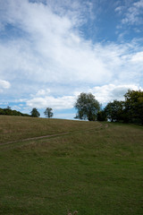 landscape with trees and blue sky