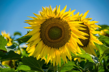 Fototapeta premium Tournesols.