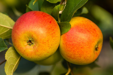 King of the Pippins - Apple 