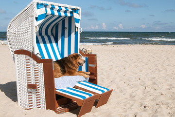 Hund im Strandkorb am Meer am Hundestrand Insel Rügen