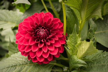 Red pink ball dahlia flower blooming in summer.