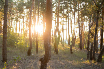 pine forest. sunset in forest. the setting sun shines among the trees. pines. forest