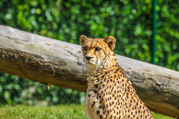 Guépard
