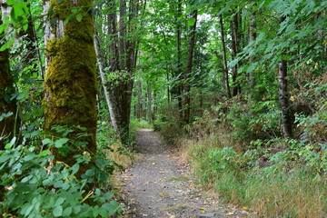 Fototapeta na wymiar Forest trail in autumn