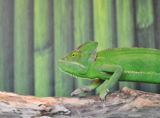 Chameleon, a green lizard moves along a tree branch
