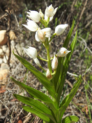 Sword-leaved Helleborine (Cephalanthera longifolia)