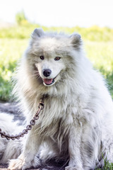 white cheerful dog, dog, guard, smile, world, friendship, closeup, pet