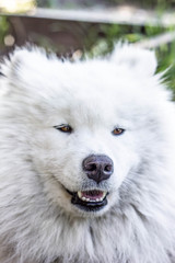 Obraz na płótnie Canvas white cheerful dog, dog, guard, smile, world, friendship, closeup, pet