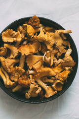 Fresh chanterelle mushrooms on rustic background. Autumn concept
