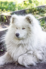 white cheerful dog, dog, guard, smile, world, friendship, closeup, pet