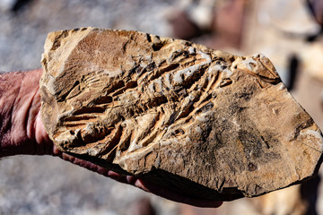 fossil dinosaur mesosaurus © Christopher