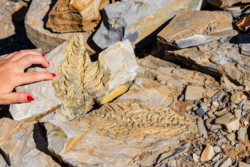 mesosaurus dinosaur fossil © Christopher