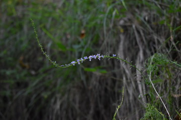 Flor color lila en el bosque 
