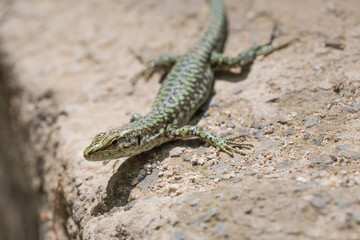 Wall lizard (Podarcis muralis) in his natural environment on the island of Samothrace, Greece