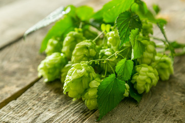 Branches of hops on wood background with copy space
