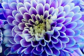 Fototapeta na wymiar fresh blue chrysanthemum flower petals macro natural background