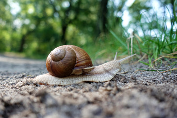 The snail in the sink crawls on the ground.