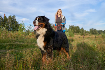 the girl is walking a large dog on a leash