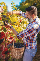 Grapes Harvesting
