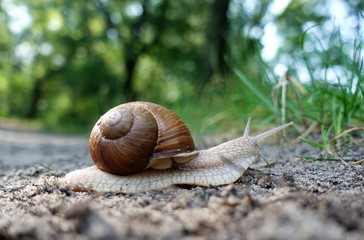 The snail in the sink crawls on the ground.