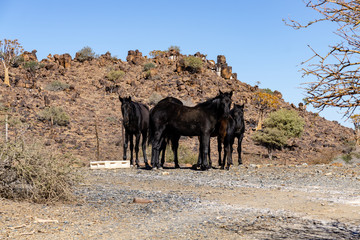 horse namibia wild desert rocks