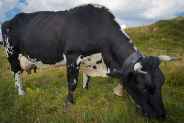 La route des Cr&egrave;tes en Alsace, France - 08 21 2018: Vaches Vosgiennes
