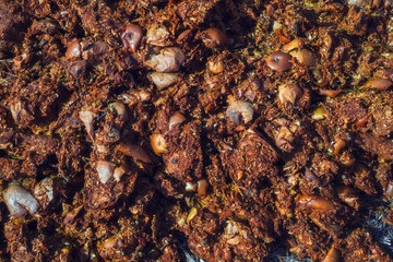 decayed apples in the yard to the country