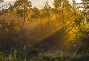 Fog in the forest glade. Spring dawn. After a rainy night at dawn, the fog. South of Russia.