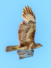 Ein Bussard im Flug