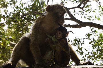 Barbary macaques from Gibraltar