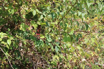 wild blackberries