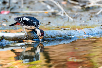 A Syrian woodpecker or Dendrocopos syriacus close