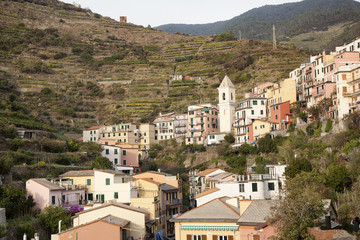 view of the terraces above the town of Manarola in cique terre,italy