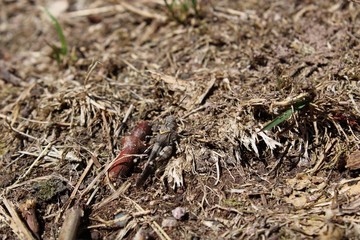 grashopper
