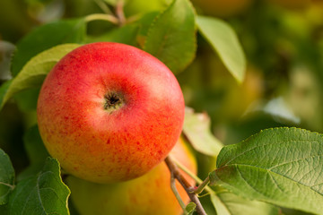 King of the Pippins - Apple 