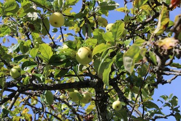 apple pear tree 