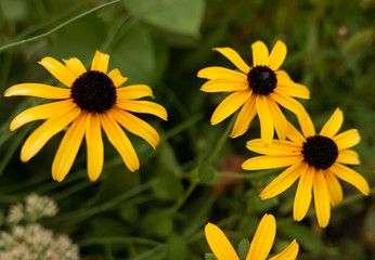flowers on the flower bed