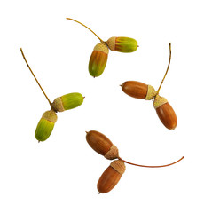Set of oak green and brown acorns
