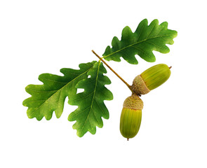 Green oak acorns and leaves
