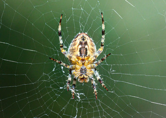 The spider on a cobweb.